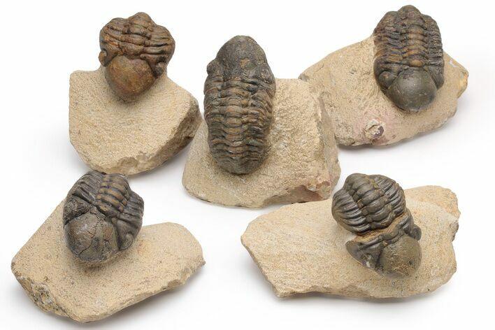 Bargain Reedops Trilobite Fossils - 2 1/2 to 3 1/2" - Photo 1